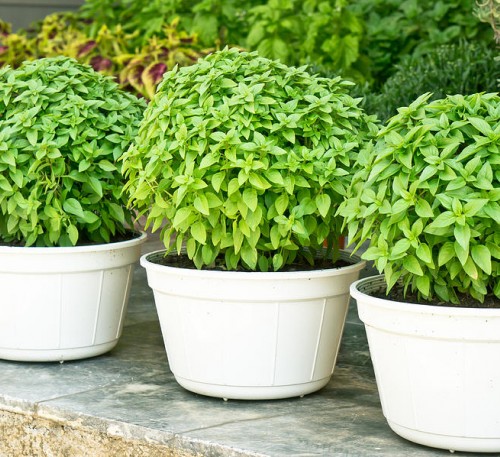 Boxwood Basil 